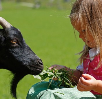 Kind mit Ziege © Schladming-Dachstein-raffalt