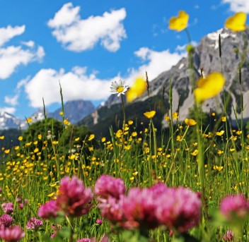 Grüne Wiese mit Blumen und den Schladminger Tauern